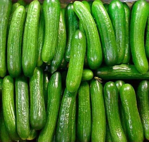 Persian Beit Alpha Cucumber Seeds - 40+ Heirloom Non-GMO, US Grown Lebanese Variety