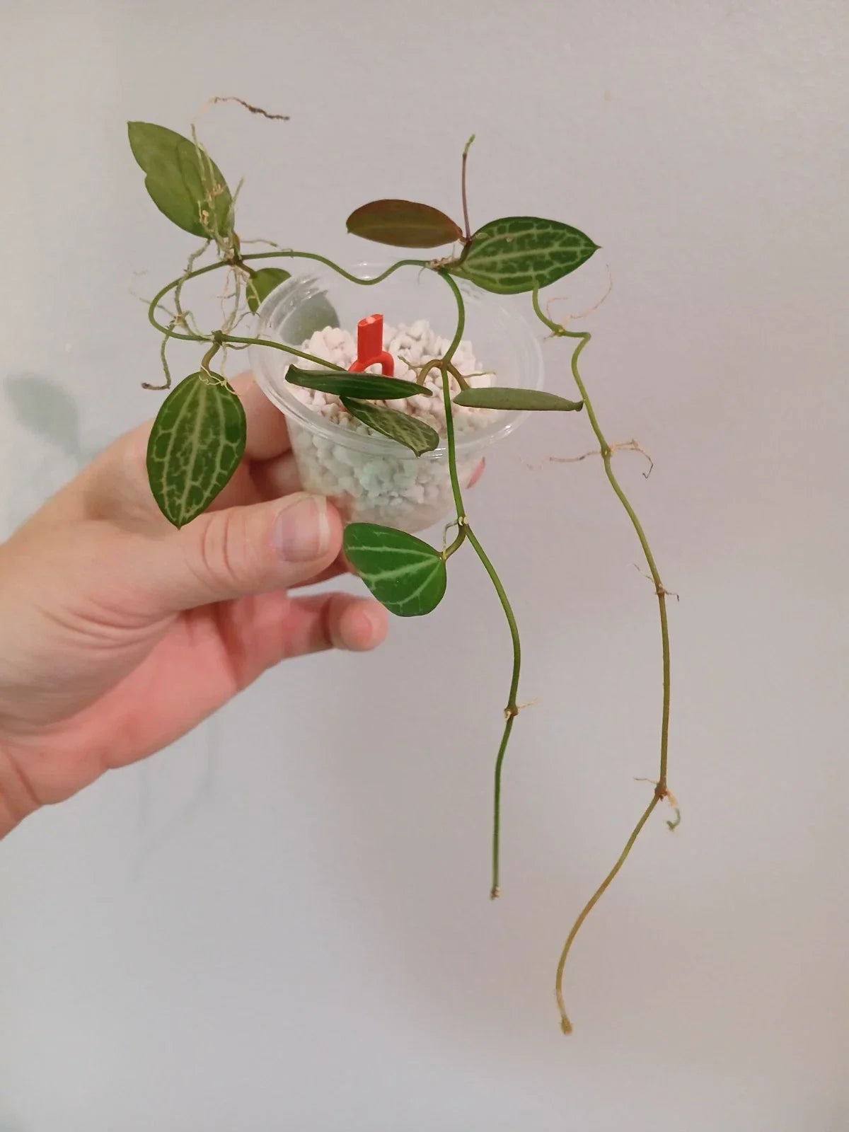 Dischidia Ovata Cutting - Succulent Plant - Trailing Houseplant - Easy Care Tropical Greenery - Propagation Ready