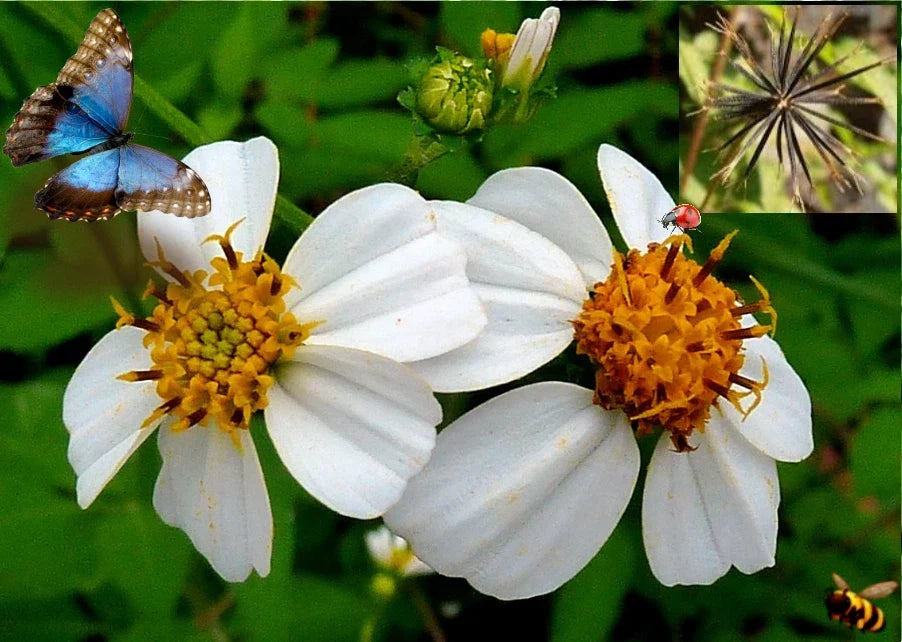 Spanish Needle Seeds - 150+ Pack - Biden alba, Yellow Flowers, Wildflower, Drought-Tolerant Annual Seeds