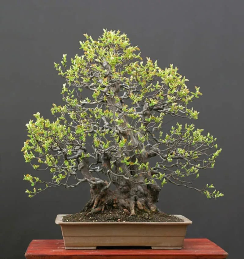 Chinese Quince Bonsai Tree Seeds (20 Seeds) - Chaenomeles sinensis - Hardy Fruit Tree Seeds for Planting