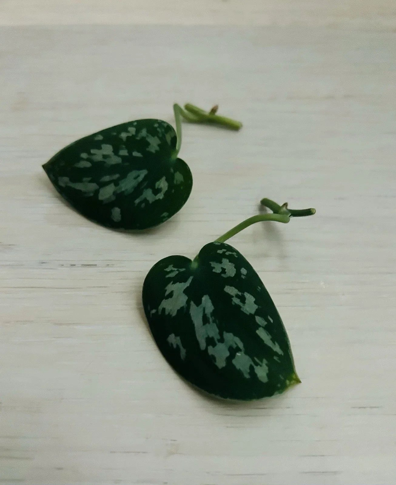 Satin Pothos Cuttings | Rooted Live Plant Nodes | Scindapsus pictus Houseplant for Indoors