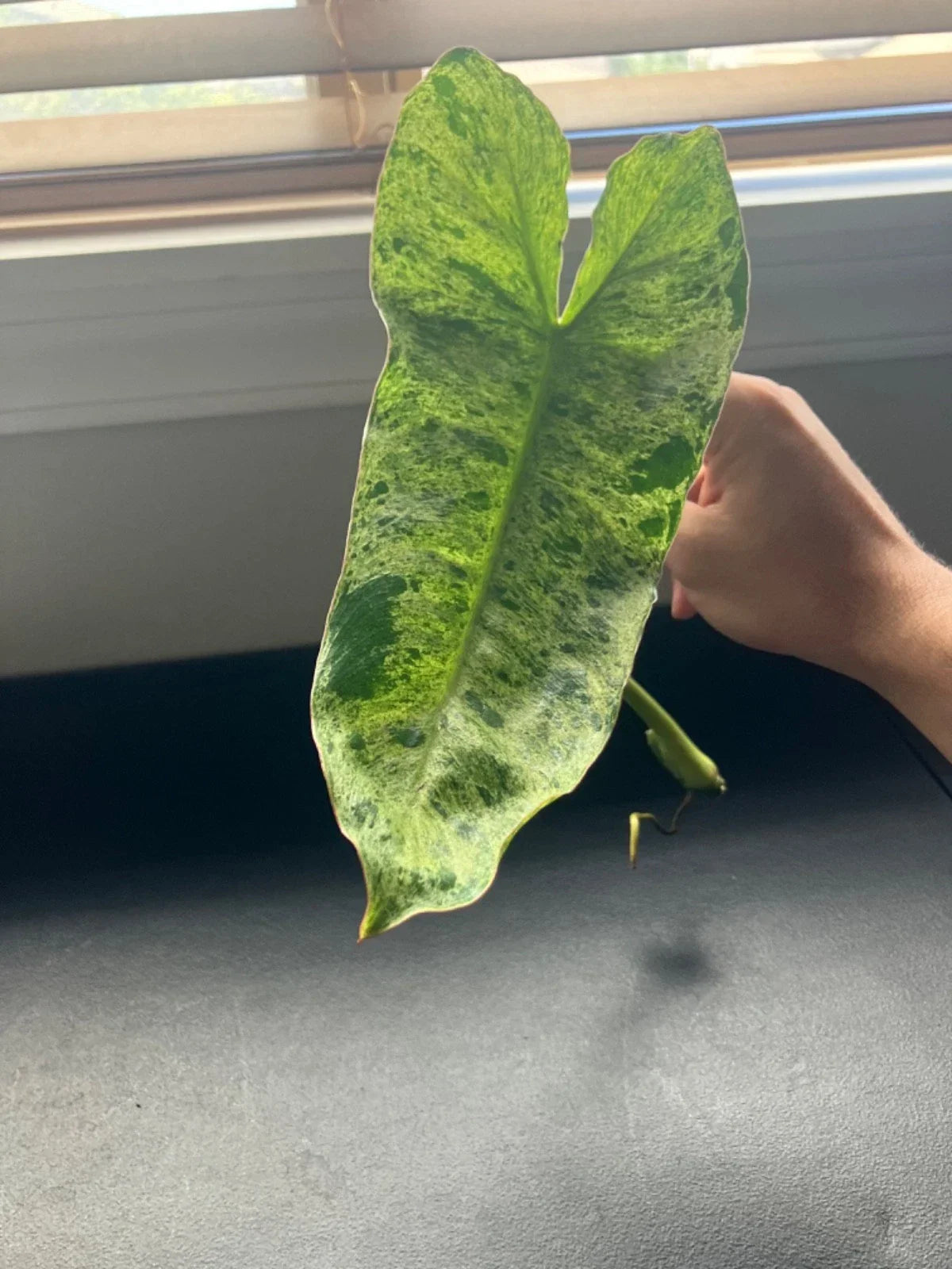 Philodendron Cuttings - Paraiso Verde, Micans, Scindapsus - Rare Variegated Aroids for Indoor Plants