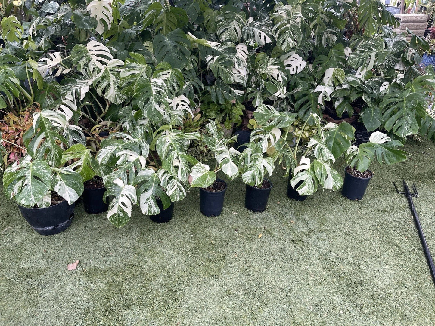 Monstera Albo Plant - Established 3-4 Leaves - Variegated Tropical Houseplant - Monstera deliciosa 'Albo Variegata'