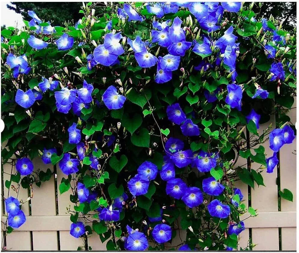 Heavenly Blue Morning Blooming Vine Seeds - 250 Heirloom Ipomoea tricolor