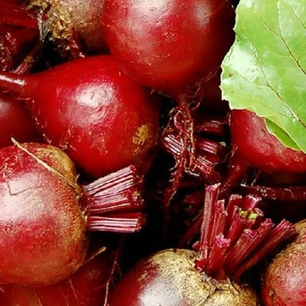 Dark Red Detroit Beet Seeds | Non-GMO Heirloom Vegetable Seeds | Beta vulgaris for Gardening & Planting