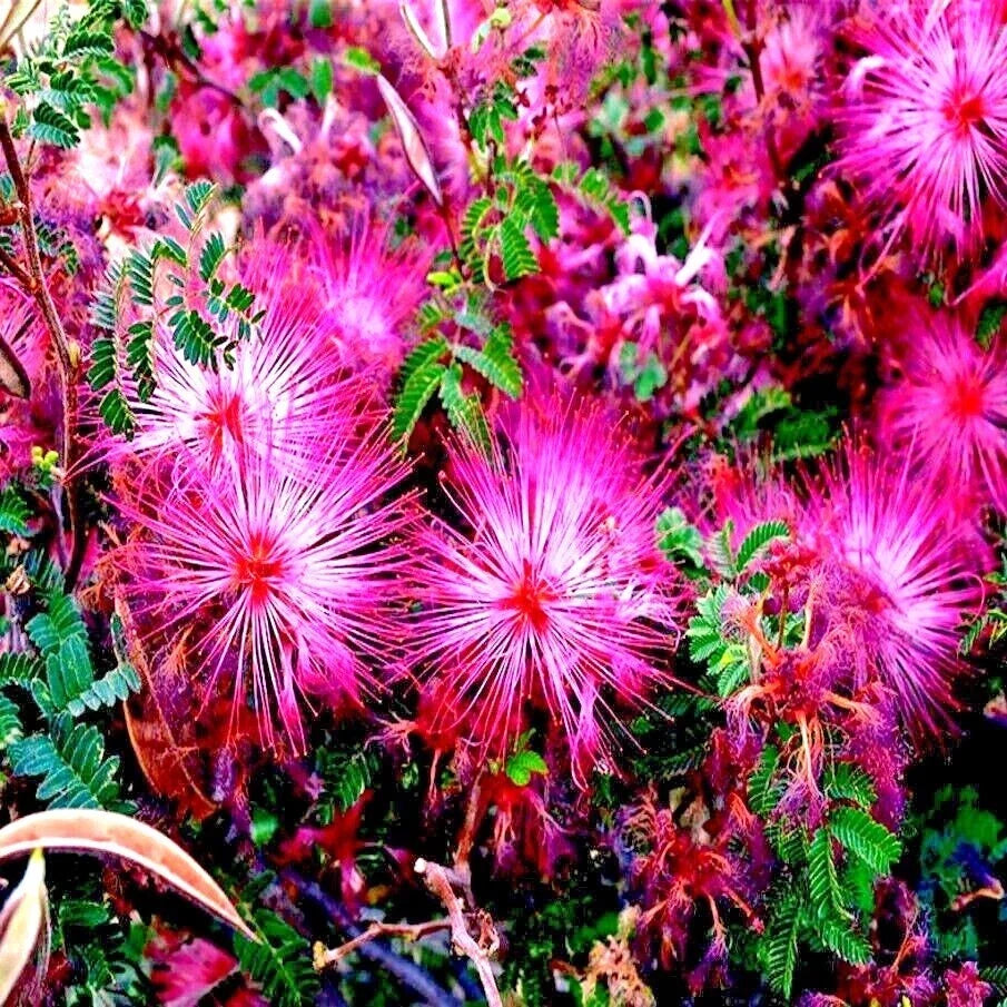 Pink Fairy Duster Tree Seeds - Mesquitella eriophylla Flowering Mimosa Plant, Drought-Tolerant, Rare Seeds, Xeriscape, Water-Wise Garden