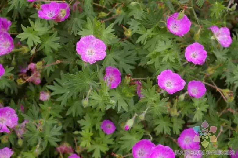25+ Sanguineum Geranium Seeds | Bloody Cranesbill Perennial Flower Seeds