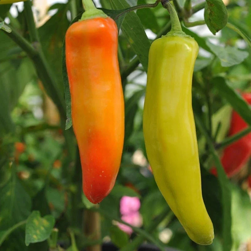 Hungarian Wax Hot Pepper Seeds - Non-GMO Capsicum annuum, Spicy Yellow Banana Pepper Seeds for Garden & Culinary Use