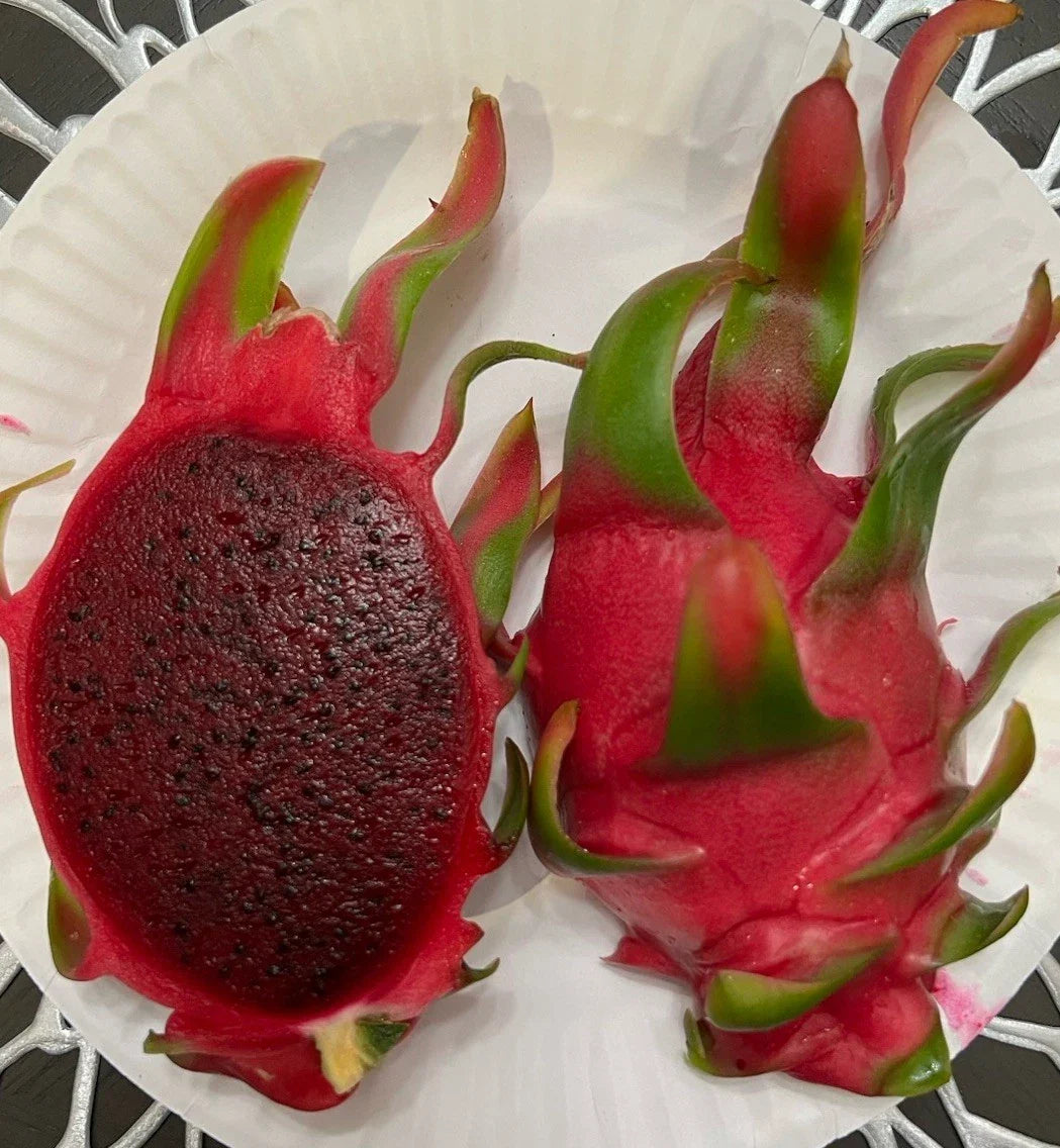 Dragon Fruit Cuttings 8-12 Inches Long Sin Espinas Thornless Hylocereus undatus Cactus for Garden & Indoor Planting