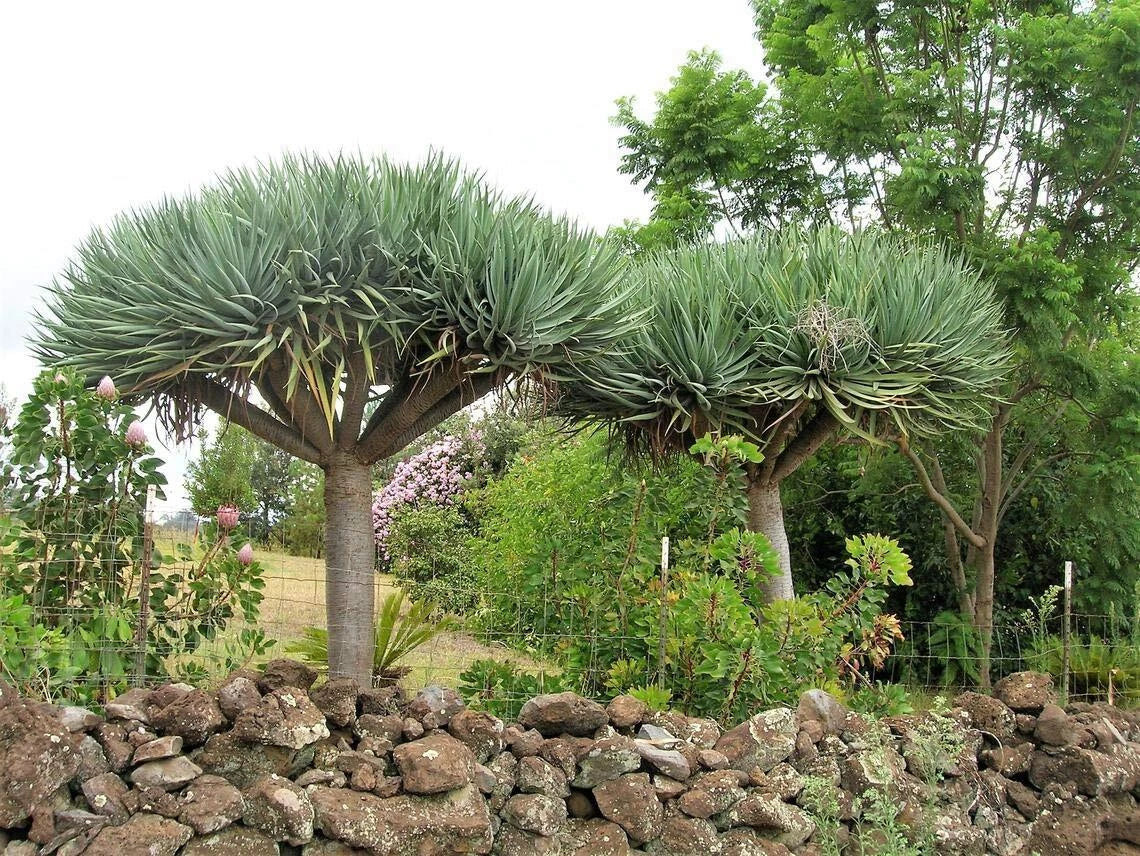 Dragon Blood Tree Seeds - 6 Dracaena Draco Seeds for Planting