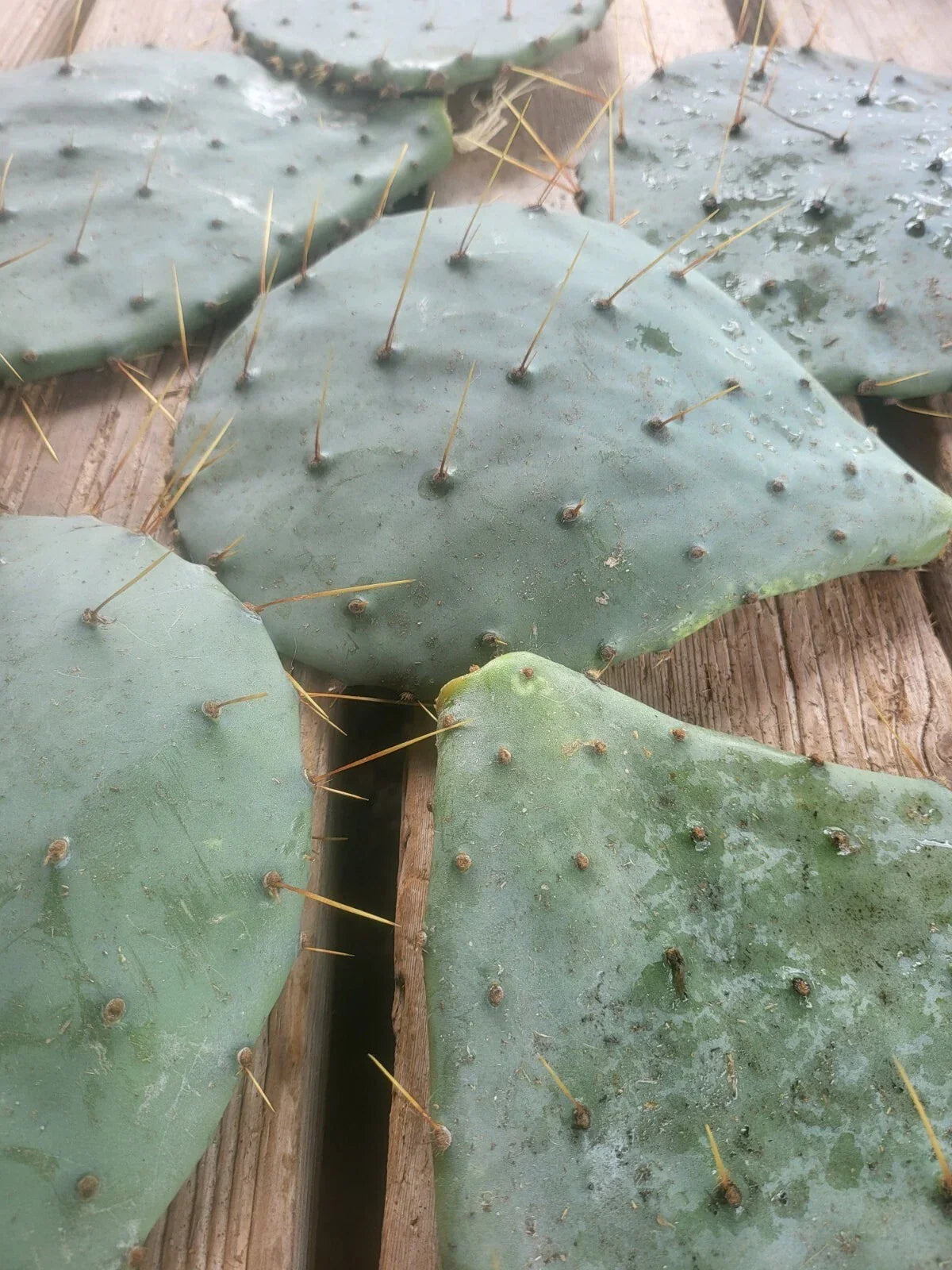 Rooted Long Spined Prickly Pear Cactus 3 Pads Opuntia Engelmannii Drought Tolerant Indoor Outdoor Plant
