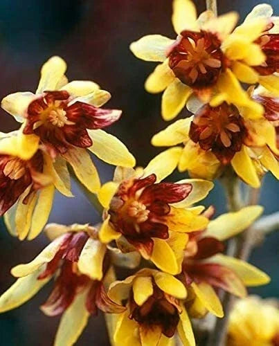 Wintersweet Seeds 10 Pack Chimonanthus praecox Fragrant Yellow Flowers Hardy Perennial