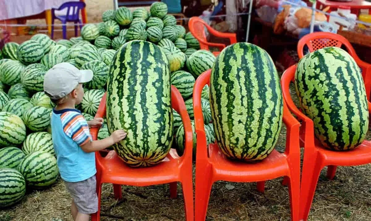 Congo Watermelon Seeds - Organic Non-GMO Heirloom Citrullus lanatus, Large, Rare Variety, Vining, Summer Fruit Seeds