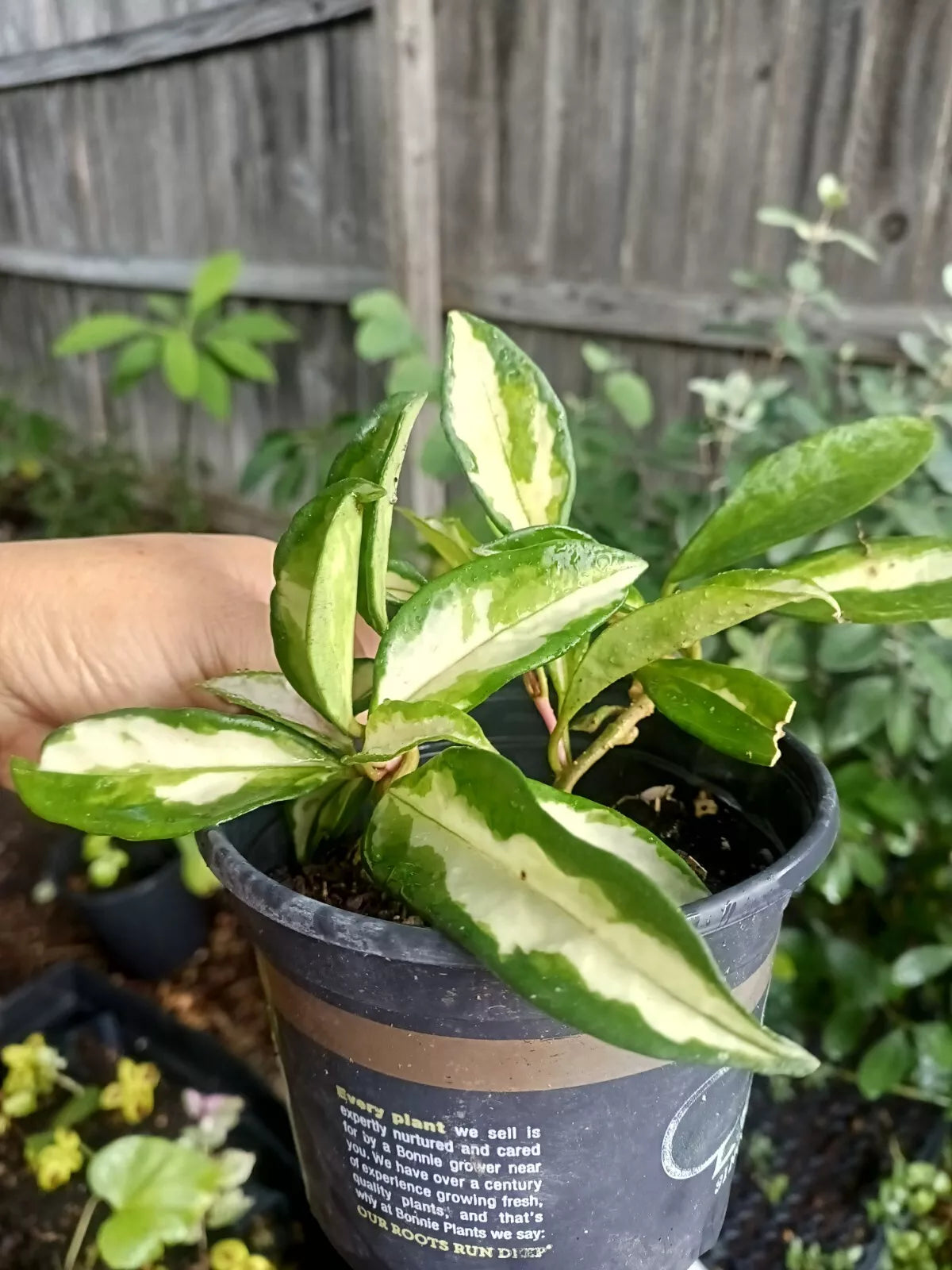 Hoya Wayetii Tricolor Plant in 4" Pot – Variegated Hoya Kentiana Indoor Houseplant, Trailing Succulent, Easy Care