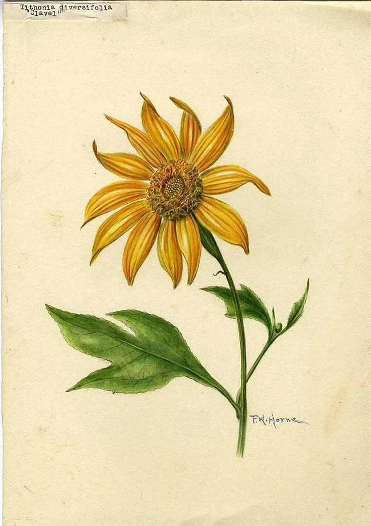 Organic Mexican Sunflower Cuttings - Tithonia Diversifolia - 5 Healthy Perennial Plant Cuttings for Garden or Container