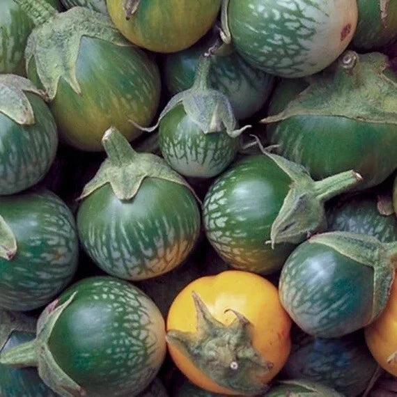Green Tiger Stripe Eggplant Seeds - 15 Pack, Lao Thai Aubergine, Heirloom Solanum melongena, Striped Small Eggplant Seeds