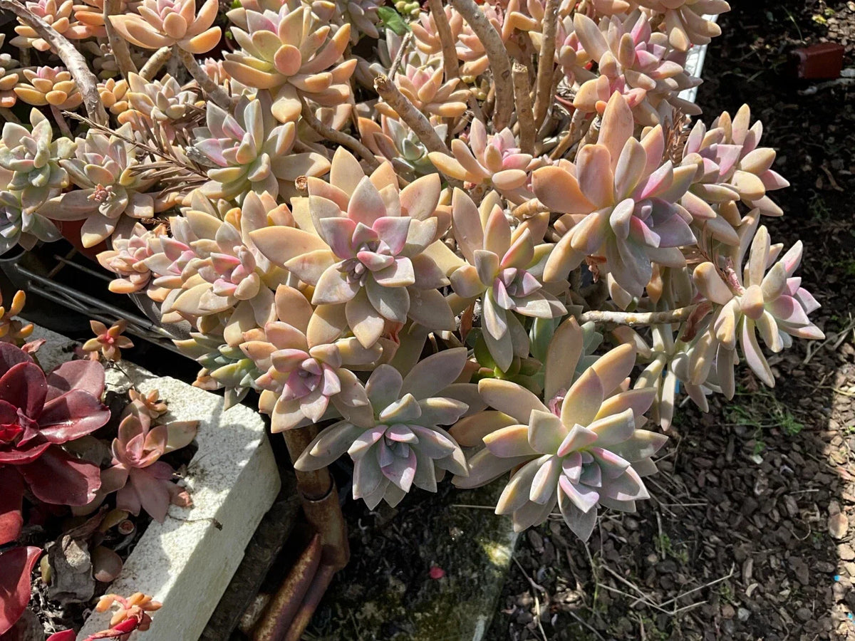 Graptopetalum paraguayense Ghost Plant Succulent Cuttings – 3 Healthy Propagation Plants, Drought-Tolerant, Low-Maintenance, Rosette Shape