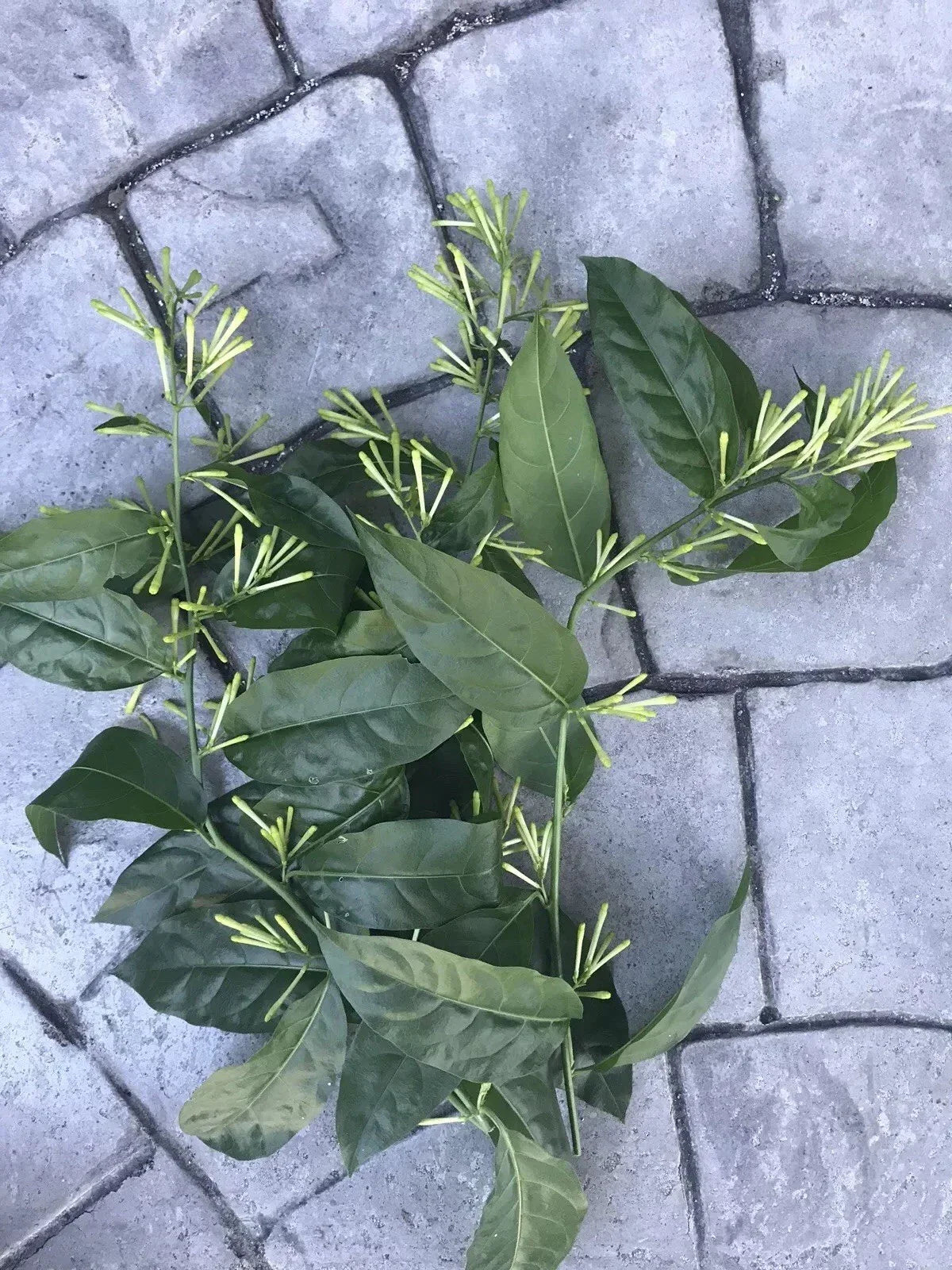 Night Blooming Jasmine Cuttings - 10 Tip, Fragrant Cestrum nocturnum, Garden or Container Plant