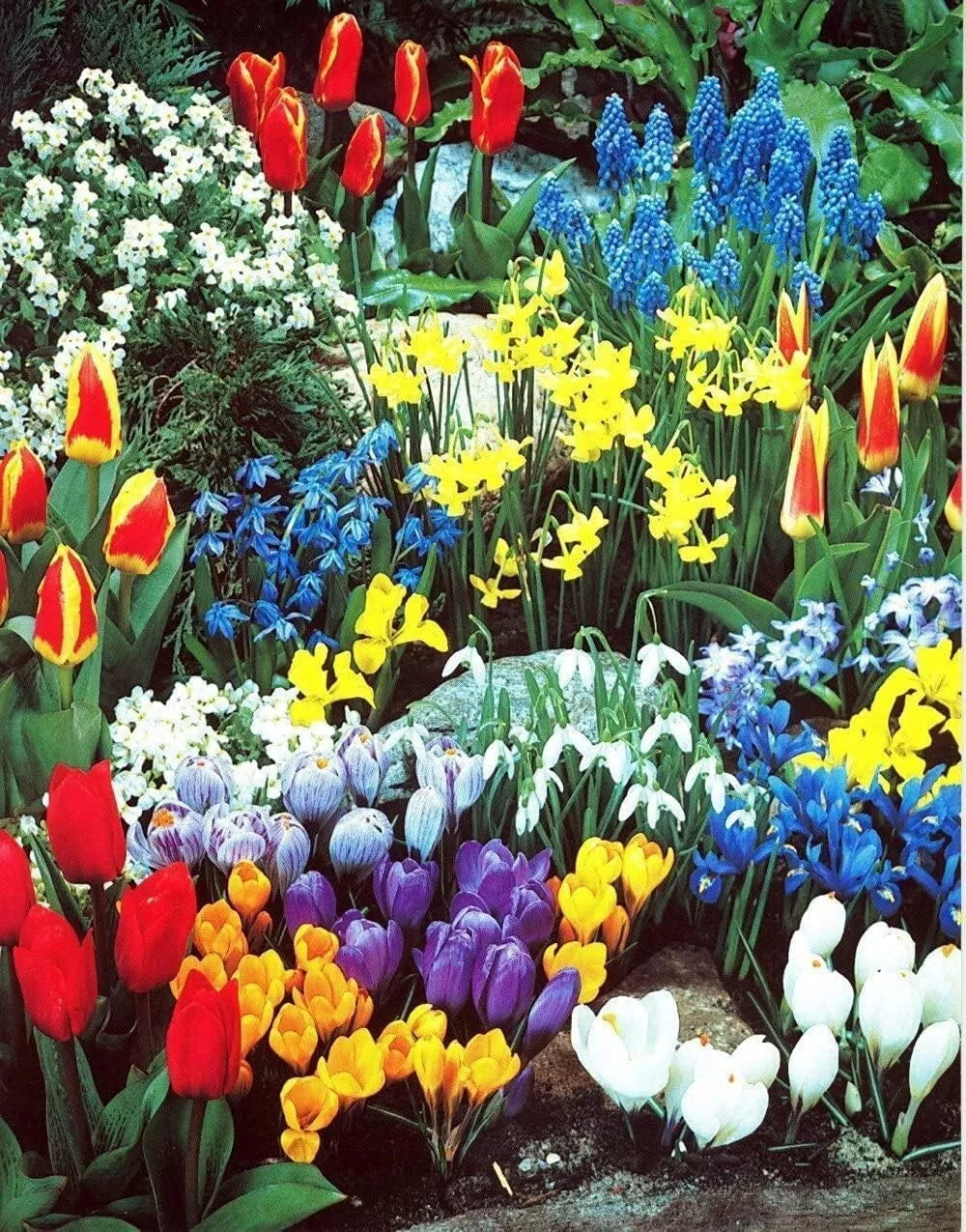 Spring Flower Garden Kit - 50 Fall Bulbs for Colorful Spring Blooms
