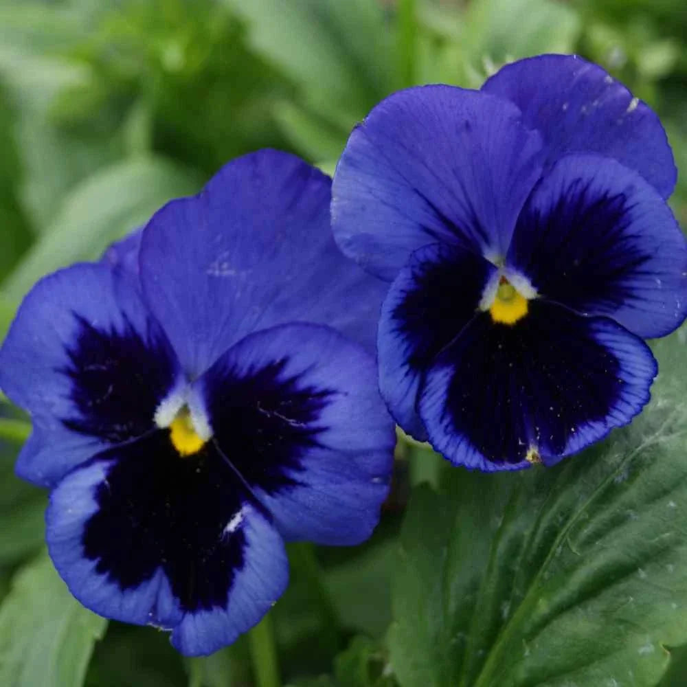 Pansy Seeds Swiss Giant Long Stem Deep Blue Viola tricolor var. hortensis for Cutting 2024