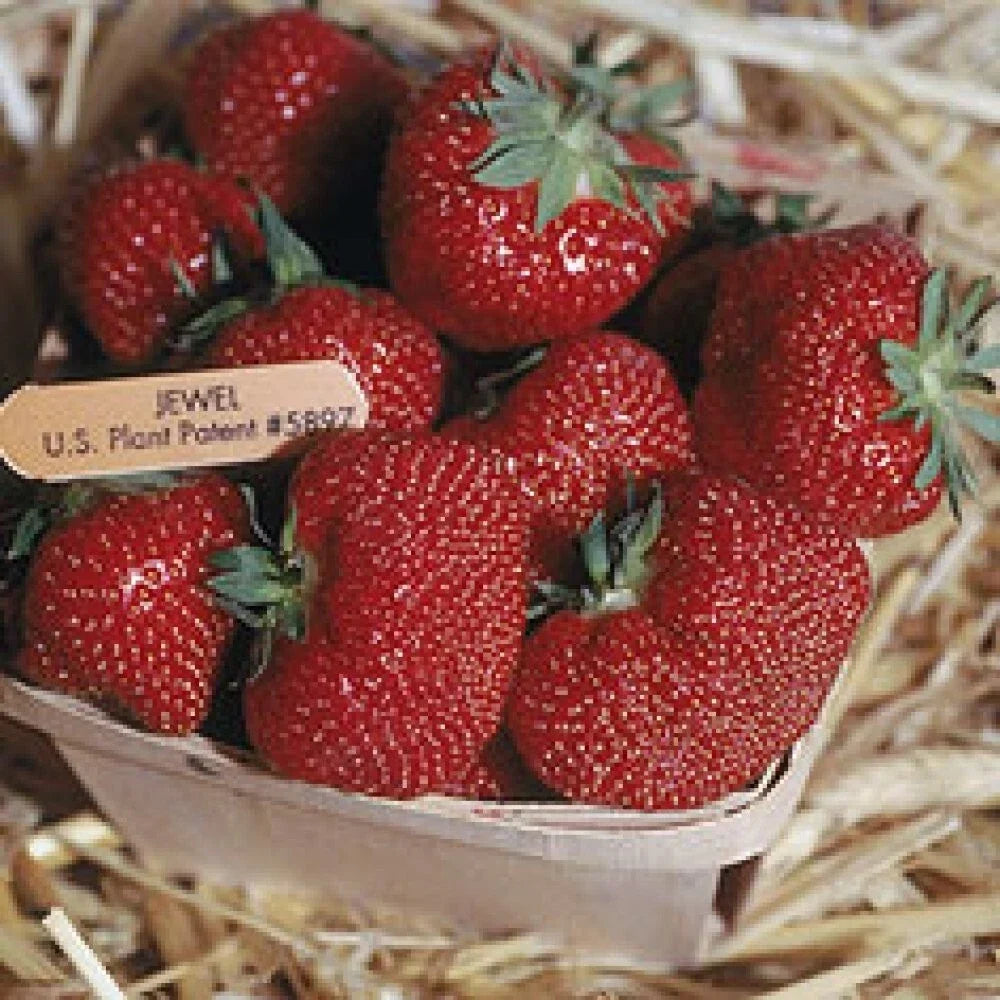 Jewel Strawberry Plants Lot of 25 | Junebearing Fragaria × ananassa Home Garden Edibles