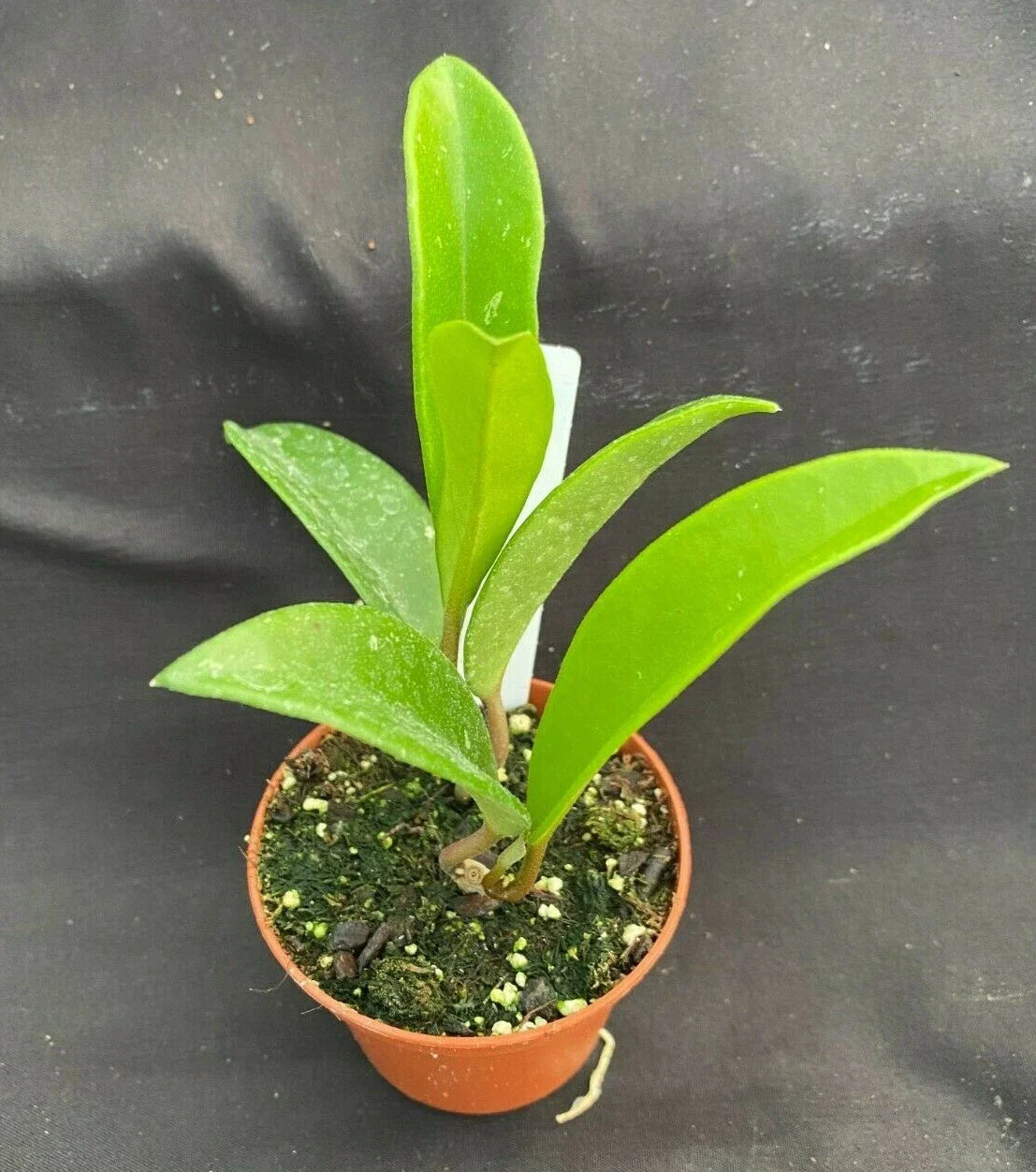 Hoya AH 074 Green Plant | 2.5" Rooted Hoya australis | Indoor Trailing Houseplant | Waxy Green Foliage