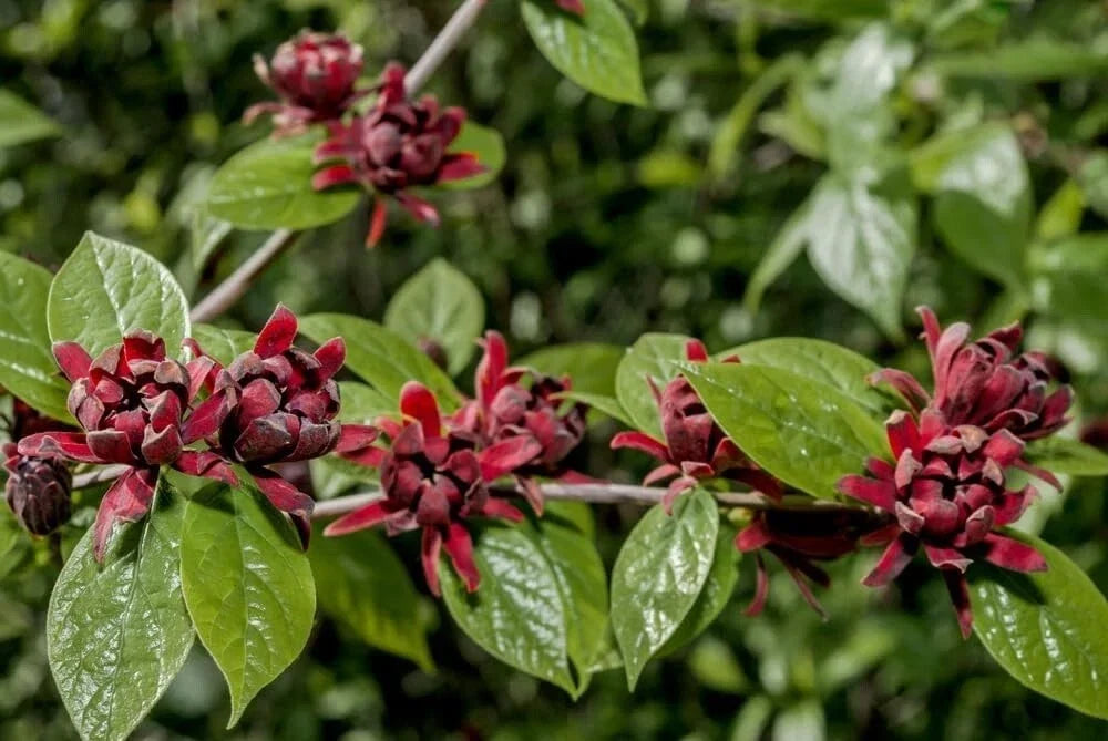 Sweetshrub Seedlings for Planting, 3-Inch Pots, Fragrant Flowers, Calycanthus floridus