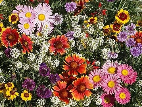 Perennial Wildflower Seeds Mix - Native, Easy to Grow, Colorful Variety for Gardens