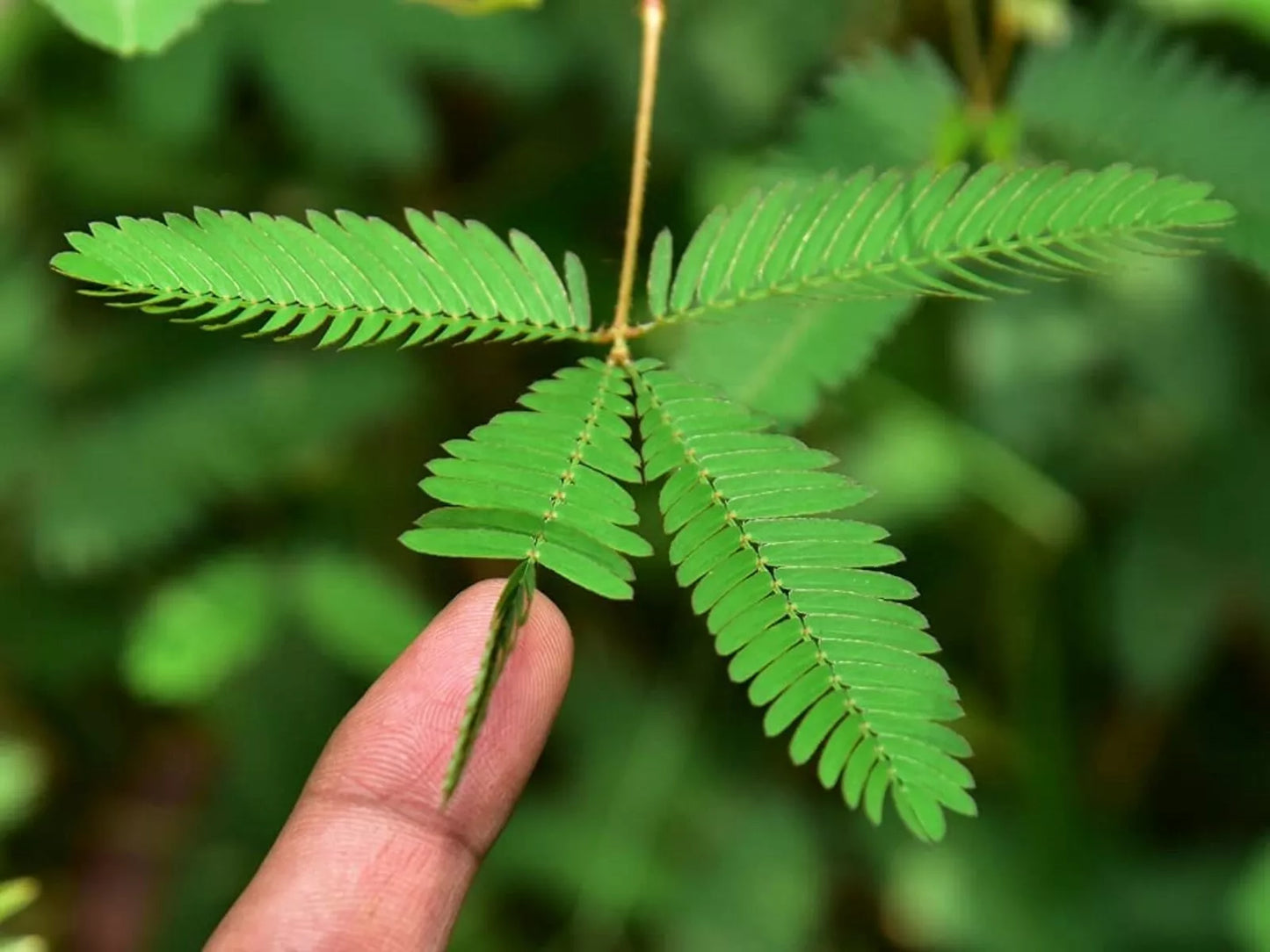 Sleeping Grass Seeds - 50 Mimosa Pudica Seeds - Sensitive Plant That Moves When Touched