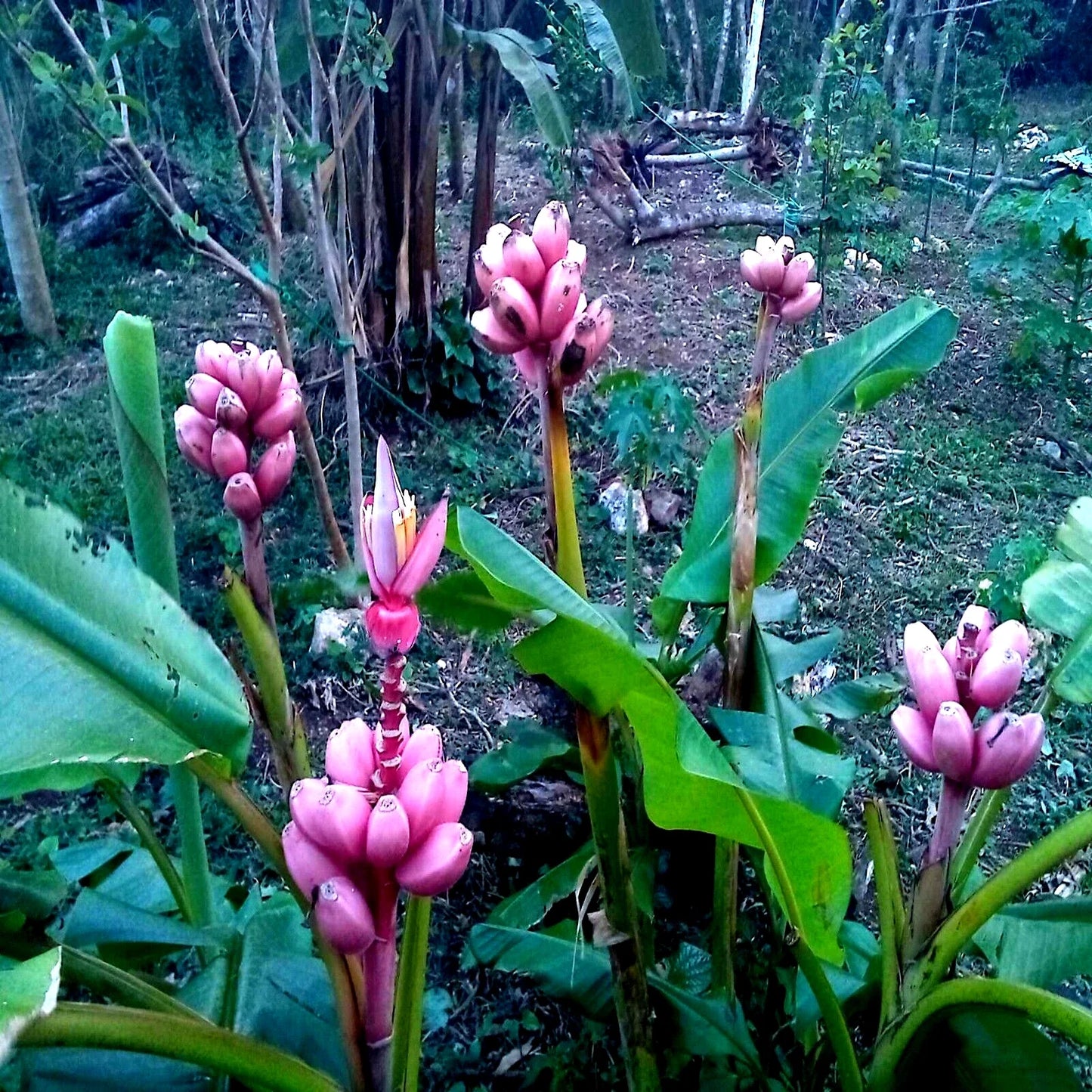 Pink Dwarf Banana Tree Seeds - 10 Pack - Rare Musa velutina - Fast Growing, Hardy for Zone 7b