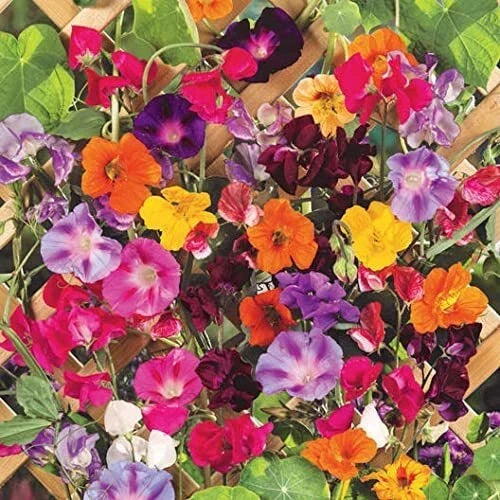 Mixed Climbing Vine Seeds - 200+ Seeds Mix - Colorful Morning Glory & Nasturtium - Ipomoea & Tropaeolum