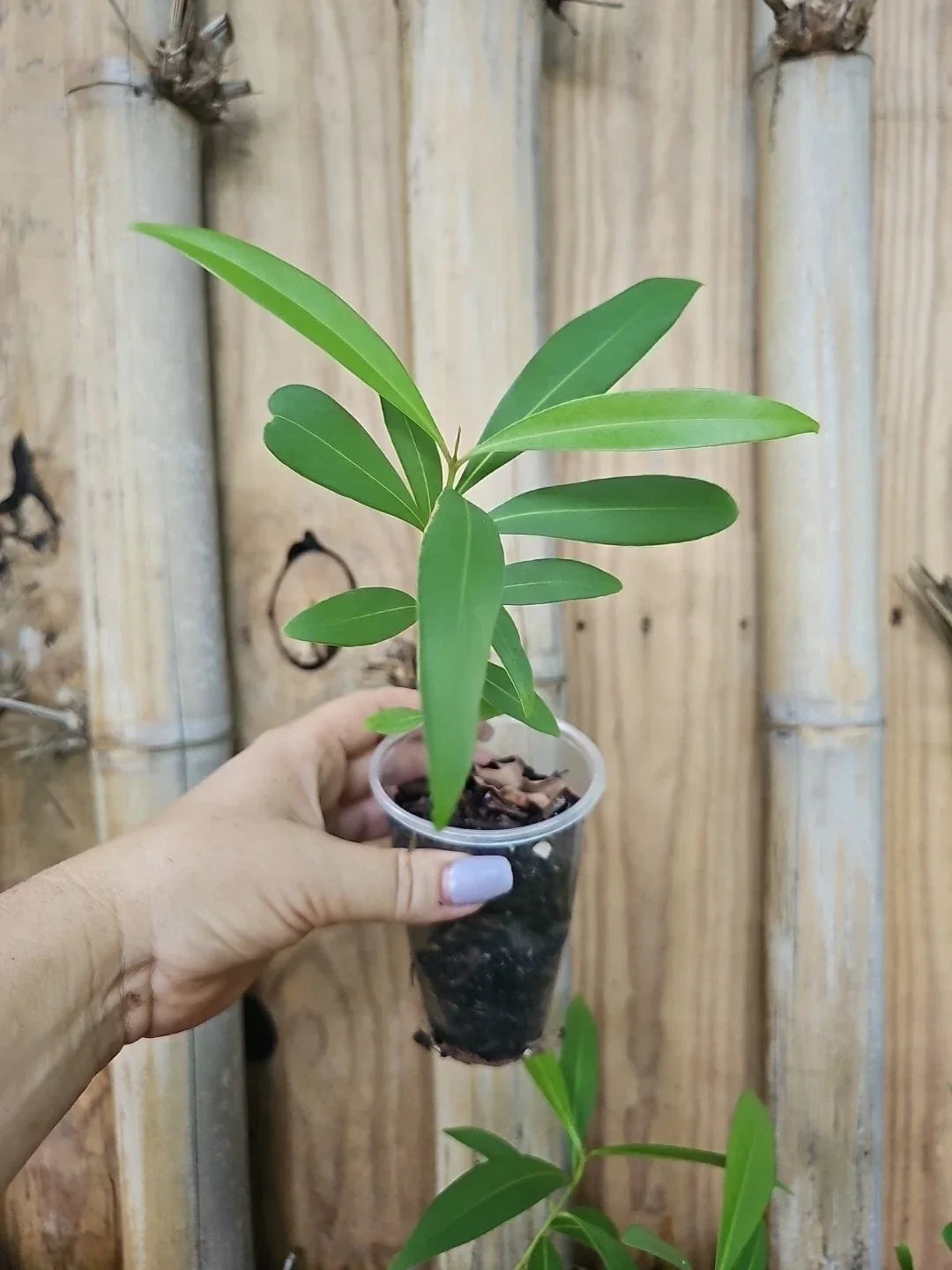 Jamun Fruit Tree Live Plant - Syzygium cumini - Indian Wax Apple - Java Plum - Tropical Fruit Tree in Nursery Pot