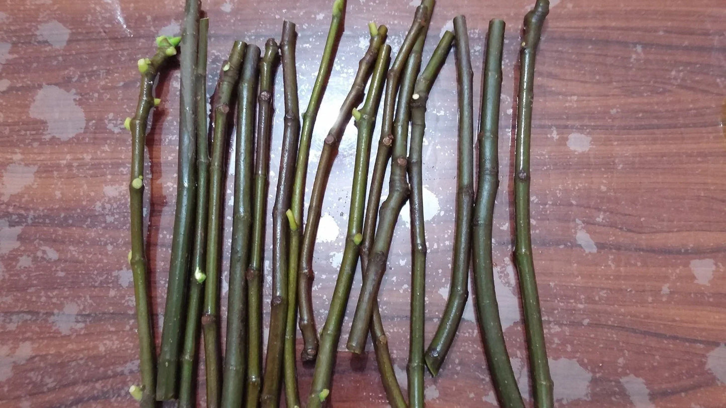 Conadria Fig Cuttings (Ficus carica) - 2 Unrooted 6-8" Pieces | Sweet Green Fig Tree | Rare Heirloom Variety for Propagation