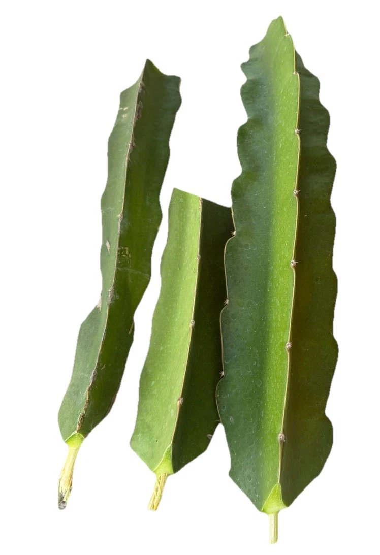 Vietnam White Dragon Fruit Cuttings – Hylocereus undatus, Climbing Cactus, Fruit-Bearing, Propagation Planting, 3 Count