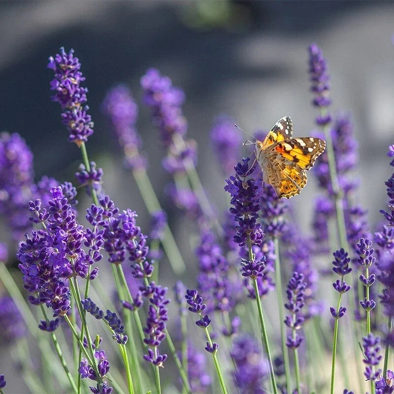 Set of 2 Lavender Live Plants – Aromatic Herb Seedlings – Compact Growth – Lavandula angustifolia