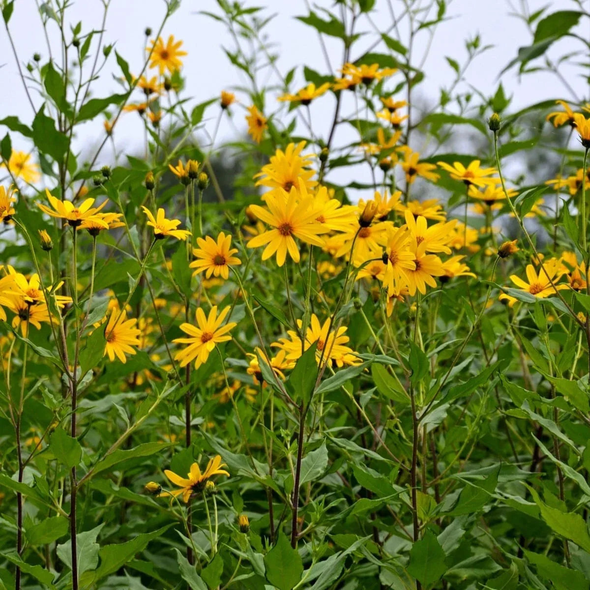 Bare Root Jerusalem Artichoke Plants – Edible Perennial Herb – Helianthus tuberosus – Easy to Grow, Nutty Tubers, Yellow Flowers