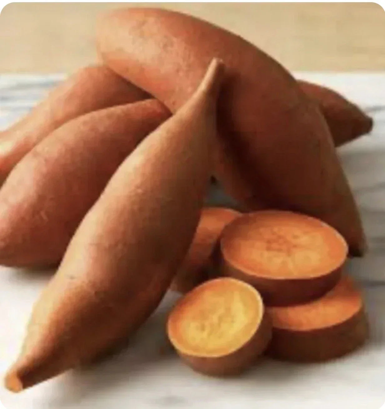 Beauregard Sweet Potato Plants - 15 Slips Organic Ipomoea batatas for Home Gardens & Urban Farming