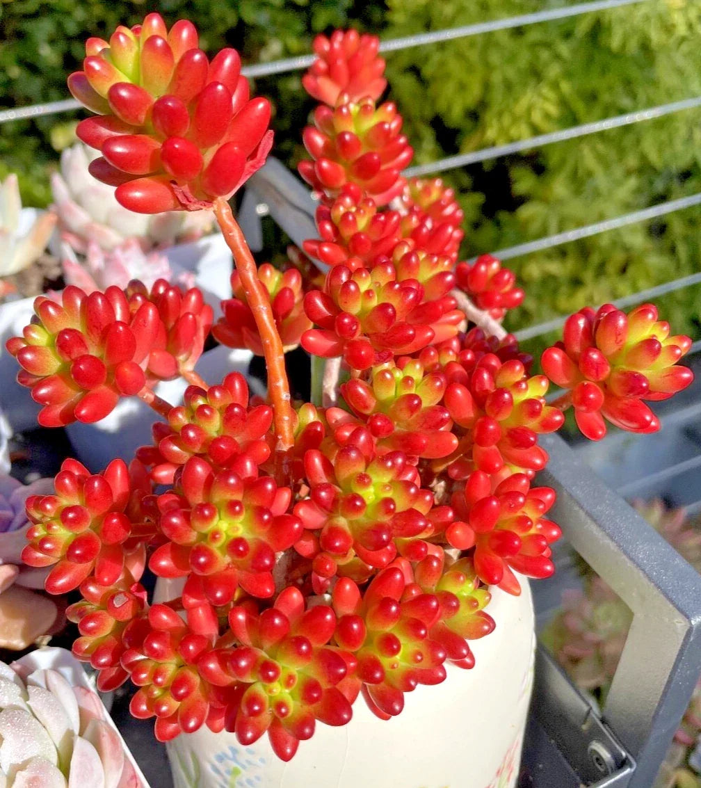 Rare Sedum Rubrotinctum Jelly Bean Succulent Cutting | Unrooted Live Plant | Vibrant Green and Red Coloration