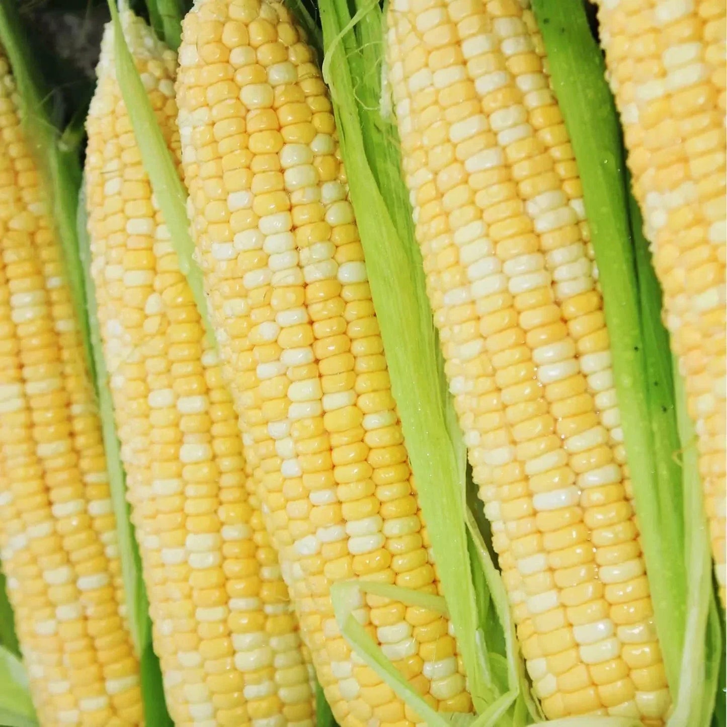 Bi-Color Sweet Corn Seeds 200 pcs - Peaches and Cream Heirloom Non-GMO Zea mays