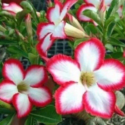 Desert Rose Seeds - 4 Pack - White Red Adenium Obesum Exotic Flower Seeds for Garden or Indoor Planting