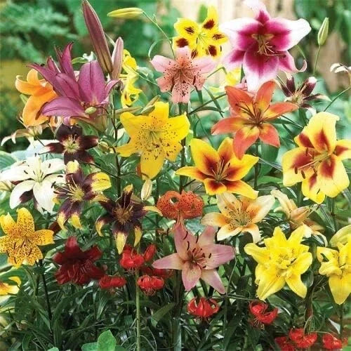 Lily Bulb Mix - Oriental, Tiger, Asiatic, Trumpet Lilies - Lilium spp. Summer Variety