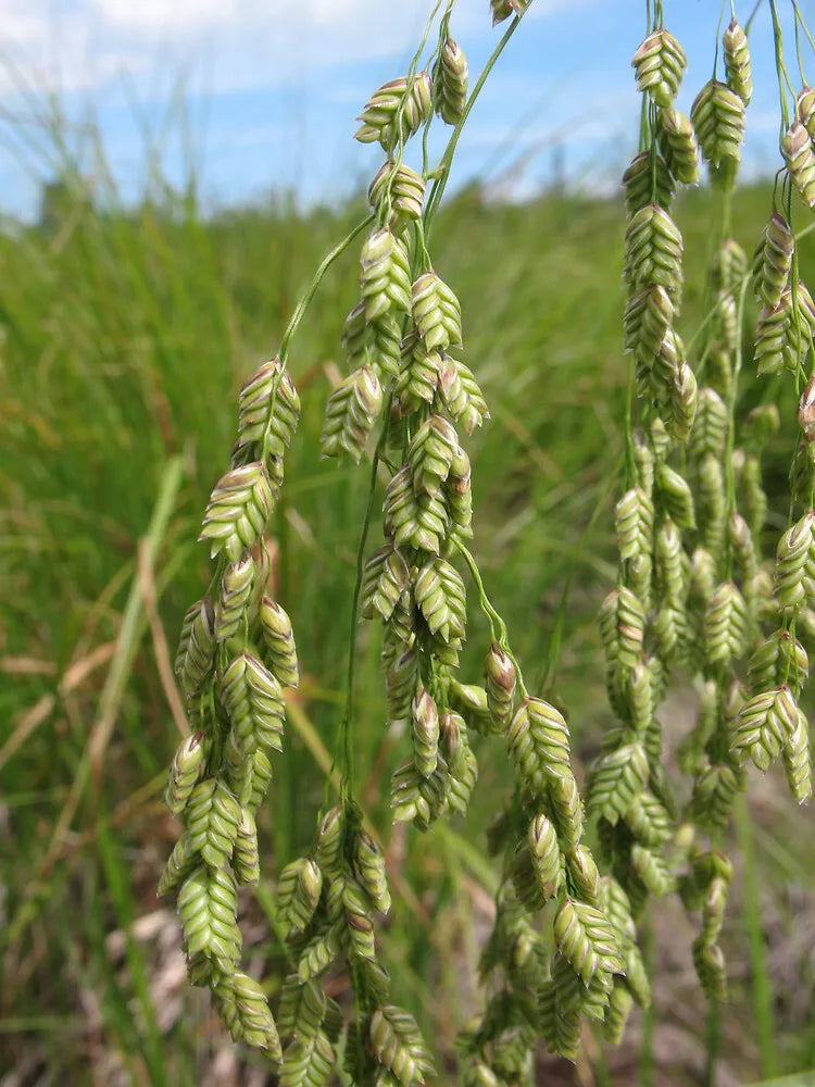 Rattlesnake Ornamental Grass Seeds – 150 Seeds for Landscaping, Marsh & Wet Areas – Euphorbia nutans, Drought Tolerant, Full Sun