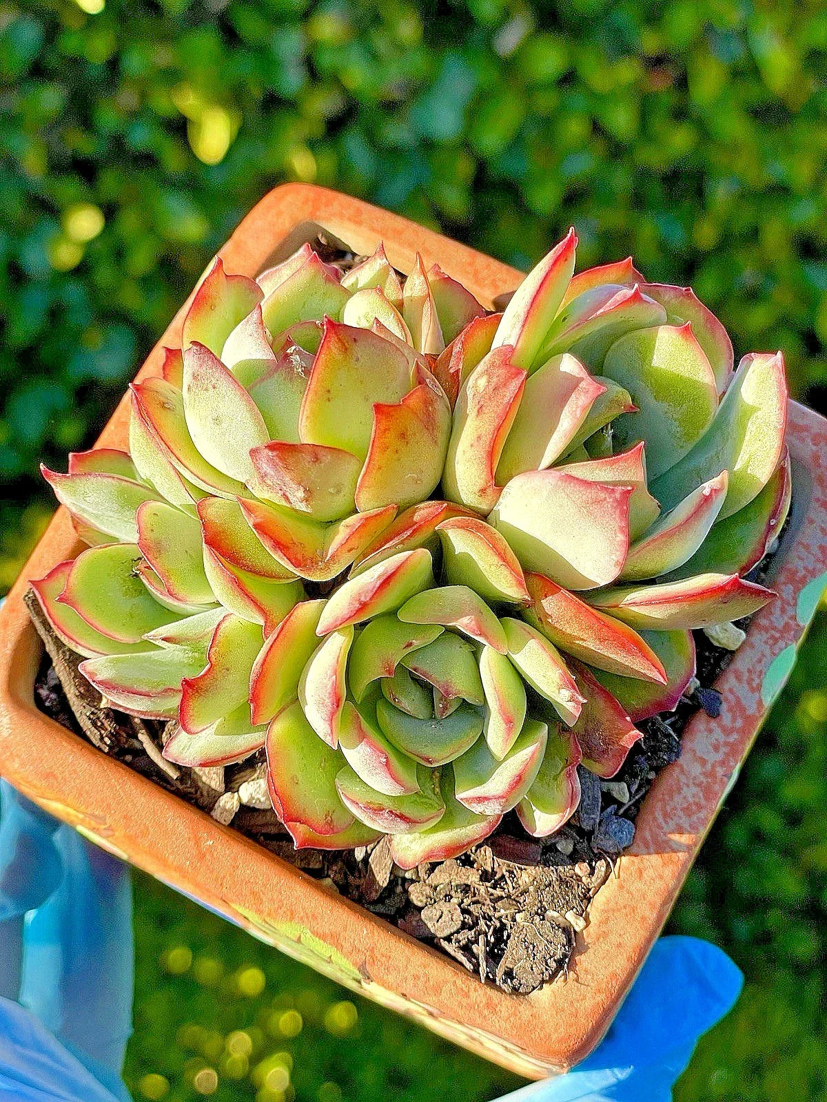 Rare Echeveria pulidonis Succulent Plant – 3.5-Inch Live Plant with 4 Heads, Silvery-Green & Red Edges, Award-Winning Rosette