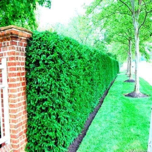 Japanese Spreading Yew Tree Seeds, Taxus cuspidata, Evergreen Bonsai & Landscaping, 10 Seeds
