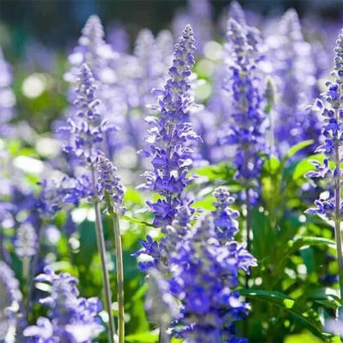 Hyssop Seeds - Heirloom Non-GMO, Blue-Purple Flowers, Agastache foeniculum, Perennial Herb, Full Sun, 100 Seeds