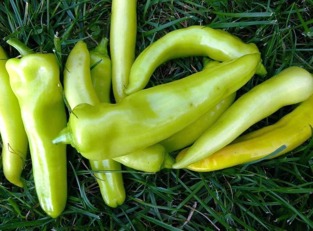 Sweet Banana Pepper Seeds - 100+ Non-GMO Heirloom Capsicum annuum Seeds