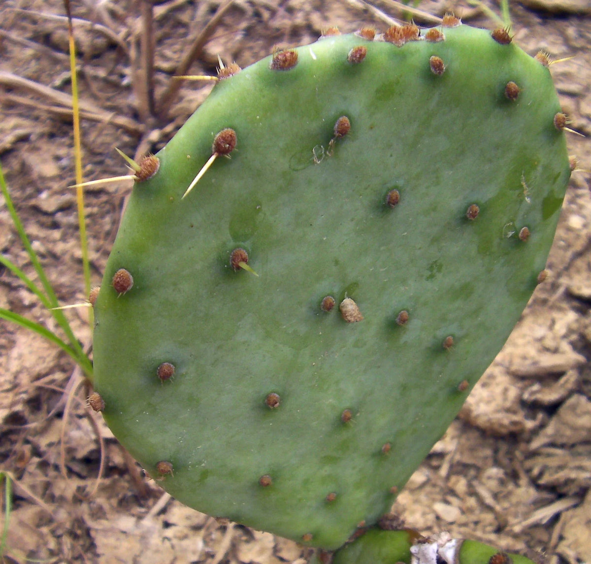 Opuntia violacea Purple Santa Rita Prickly Pear Cactus Cuttings - 2 Pads, Drought-Tolerant Succulent Plant