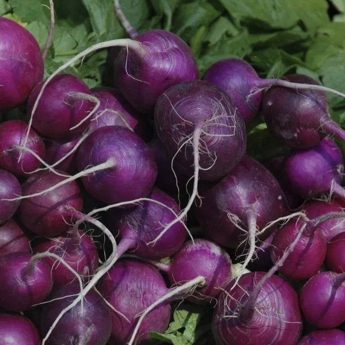 Purple Plum Radish Seeds - Non-GMO, Heirloom, Fast Growing, Cruciferous Garden Seeds for Homegrown Radishes