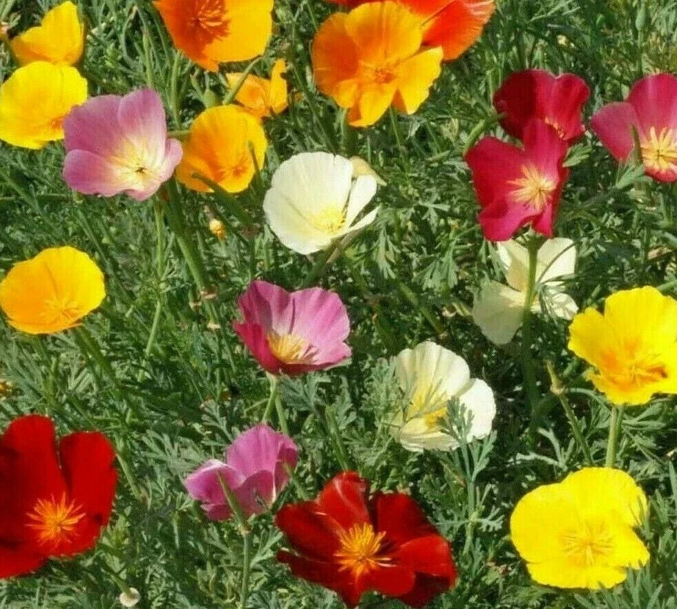 California Poppy Mix Seeds - 300+ Annual Flower Seeds in Orange, Purple, White - Eschscholzia californica for Gardens & Wildflowers