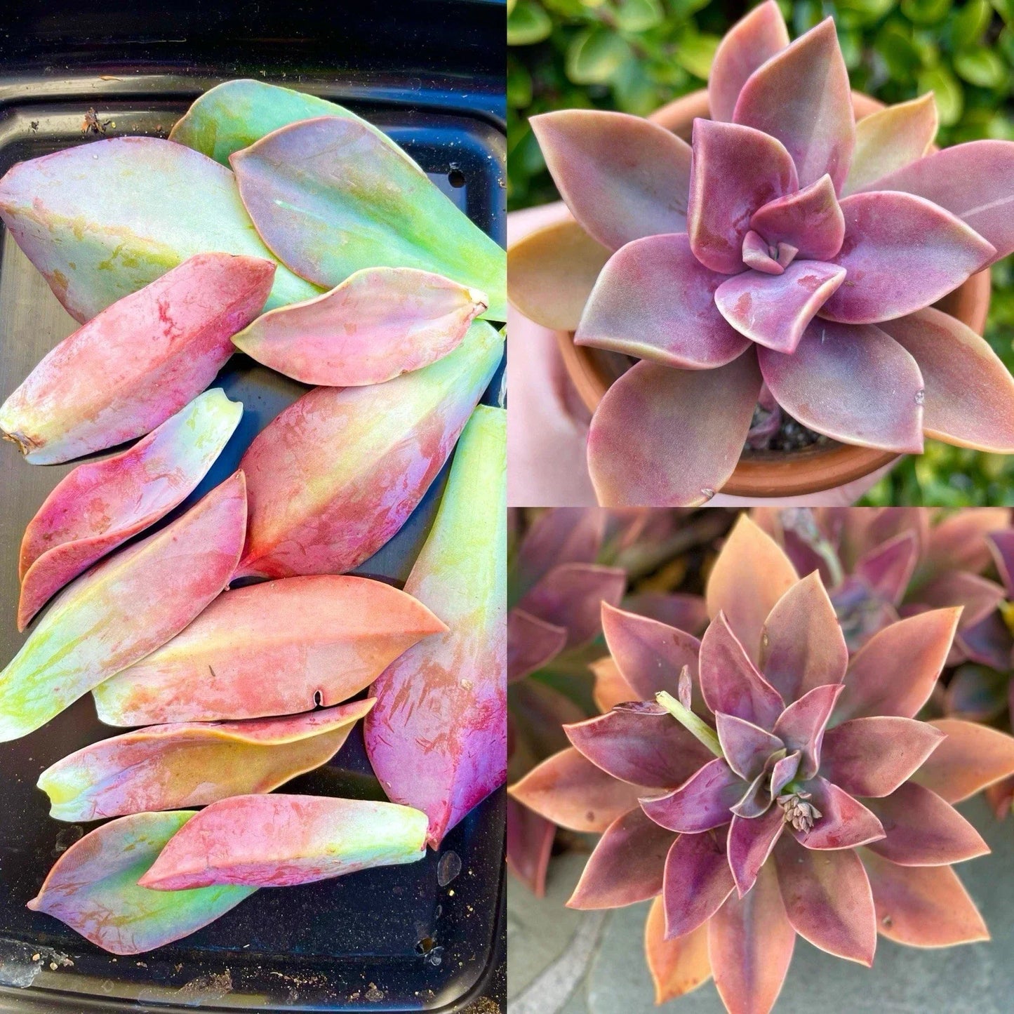 Graptoveria Fred Ives Succulent Plant – Live Propagation Leaves – Easy Care Crassulaceae Succulent